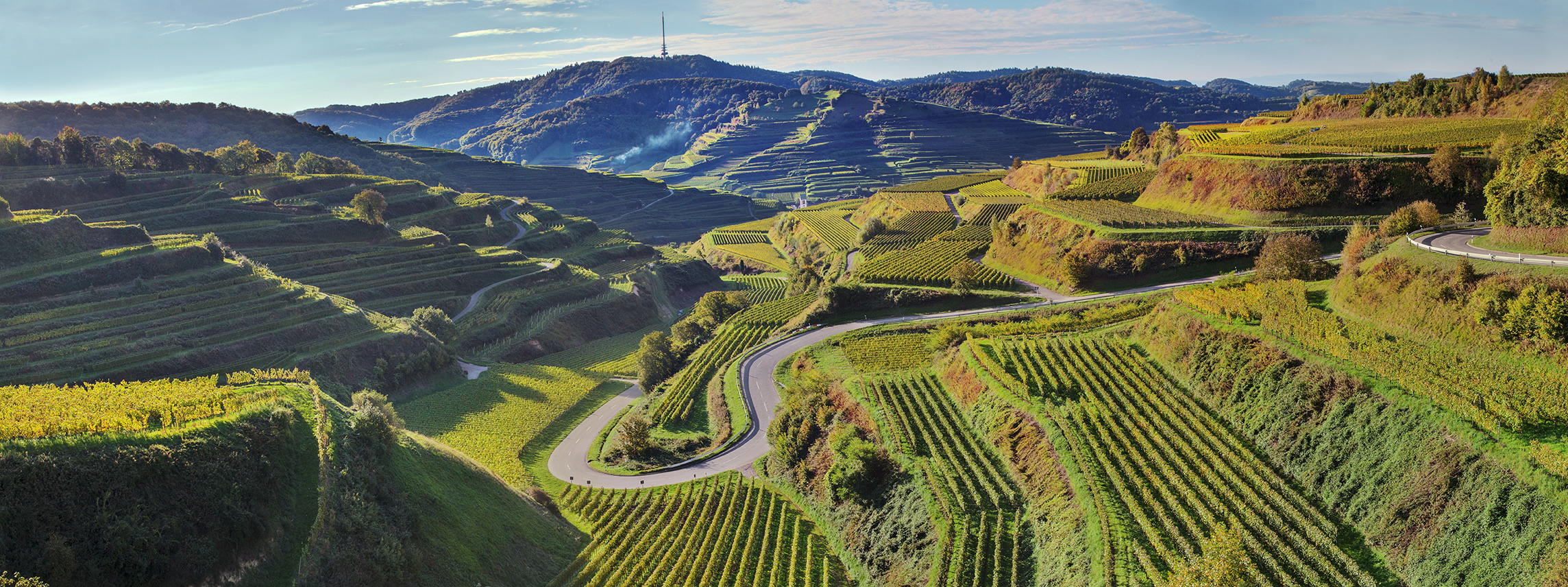 Trockenzuchthefe im Kaiserstuhl für Weinbereitung. Kaiserstuhl Bild